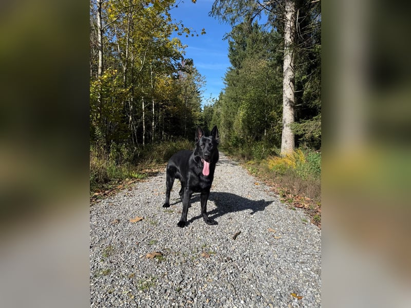 Wunderschöner Schäferhund sucht neues Zuhause