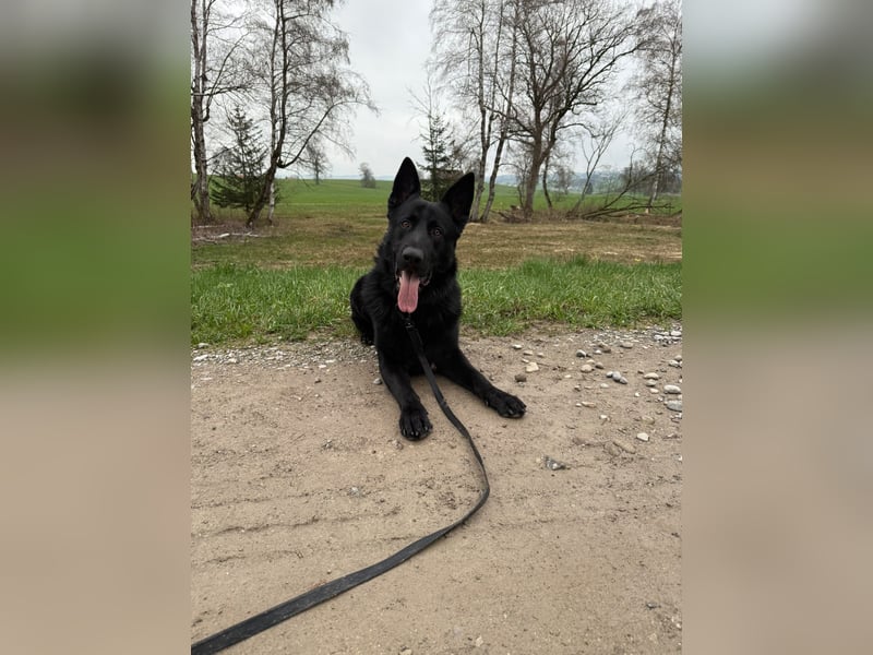 Wunderschöner Schäferhund sucht neues Zuhause