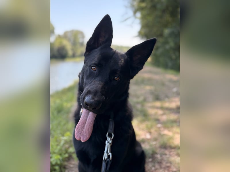 Wunderschöner Schäferhund sucht neues Zuhause