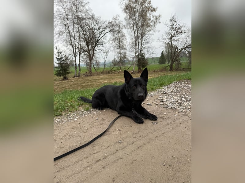 Wunderschöner Schäferhund sucht neues Zuhause