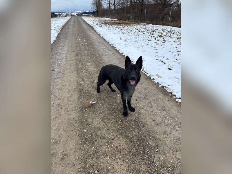 Wunderschöner Schäferhund sucht neues Zuhause