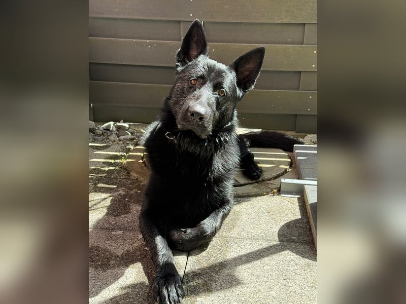 Wunderschöner Schäferhund sucht neues Zuhause