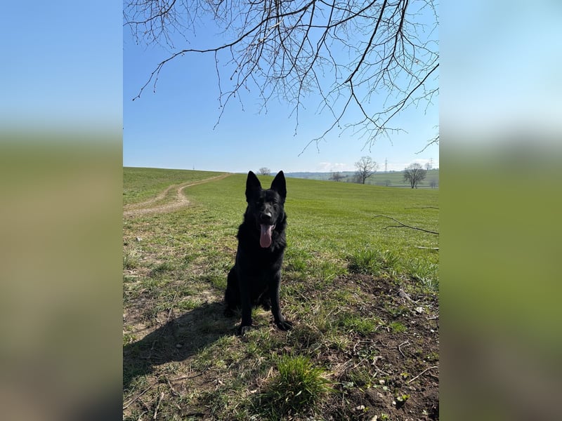 Wunderschöner Schäferhund sucht neues Zuhause