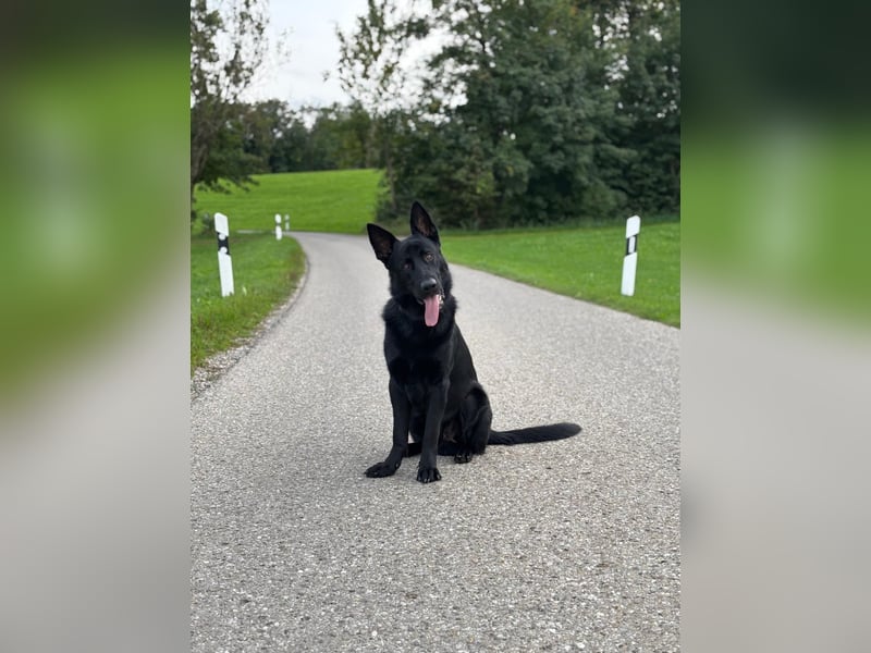 Wunderschöner Schäferhund sucht neues Zuhause