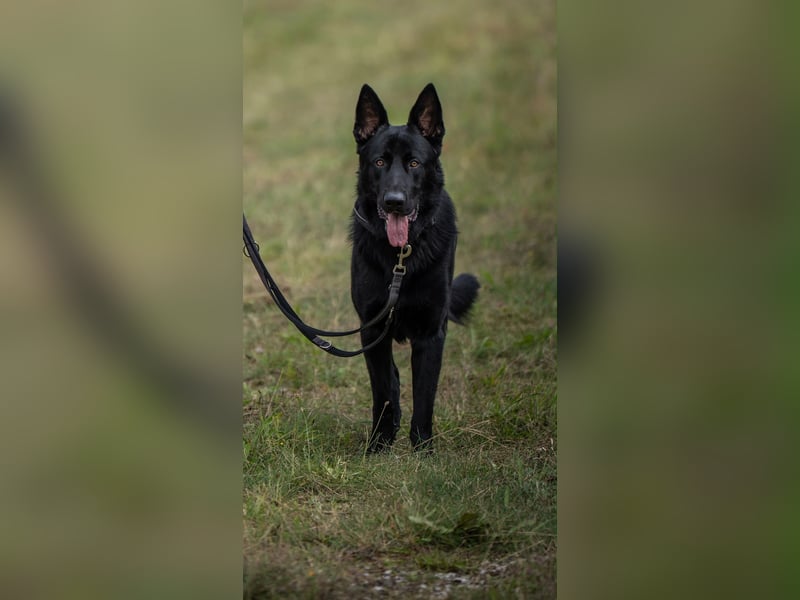Wunderschöner Schäferhund sucht neues Zuhause