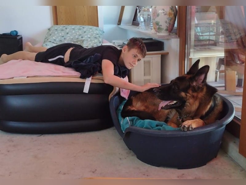 Schöner 3 jähriger Deutscher Schäferhund-Rüde