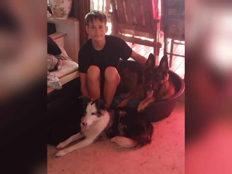 Schöner 3 jähriger Deutscher Schäferhund-Rüde