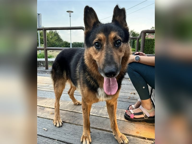 Senior Aron sucht verzweifelt ein Zuhause