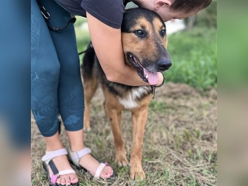 Senior Aron sucht verzweifelt ein Zuhause