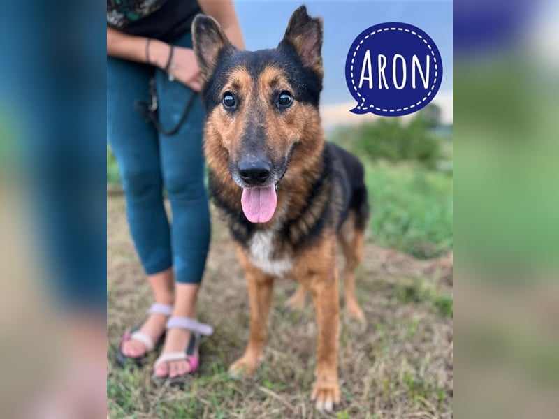 Senior Aron sucht verzweifelt ein Zuhause