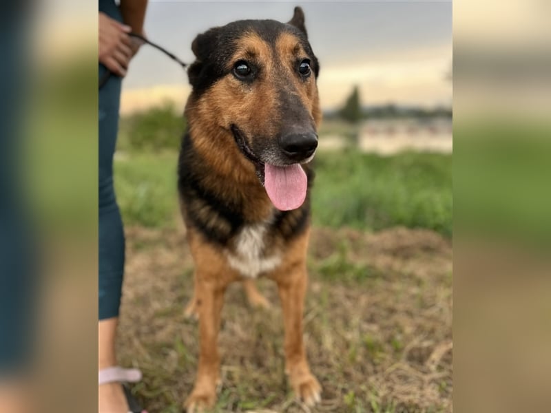 Senior Aron sucht verzweifelt ein Zuhause