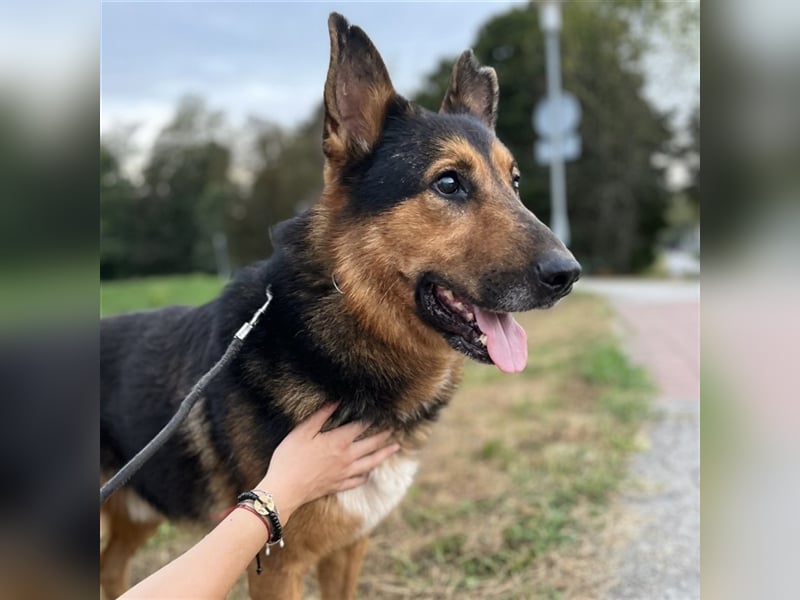 Senior Aron sucht verzweifelt ein Zuhause