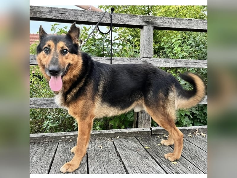 Senior Aron sucht verzweifelt ein Zuhause