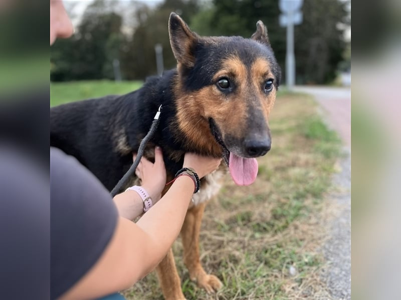 Senior Aron sucht verzweifelt ein Zuhause