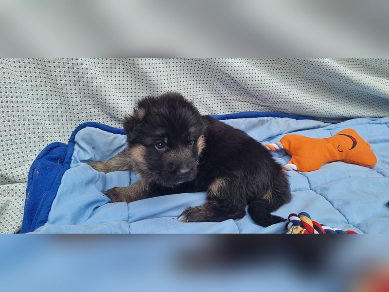 DSH Welpen aus seriöser Zucht