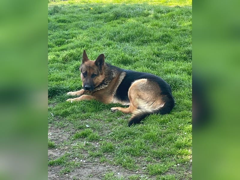 Rambo sucht sein Zuhause