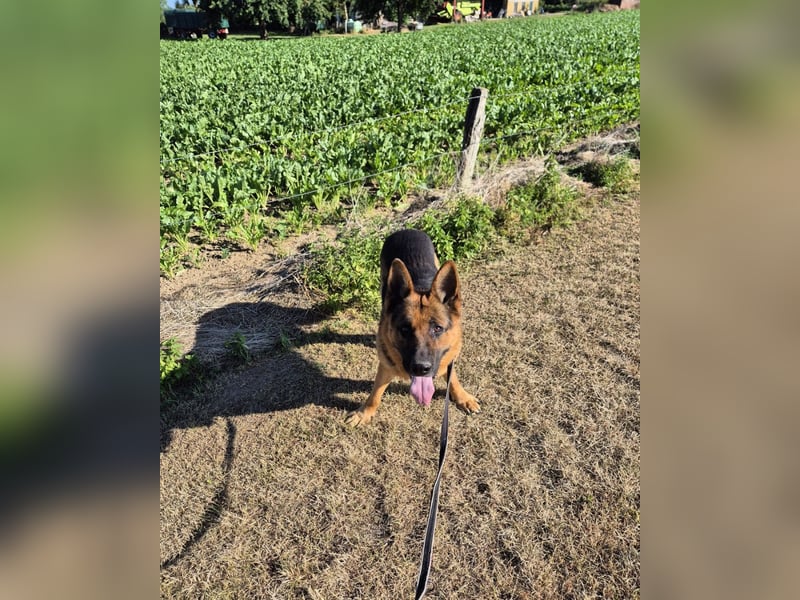 Rambo sucht sein Zuhause