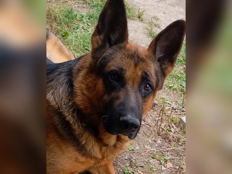 Rambo sucht sein Zuhause