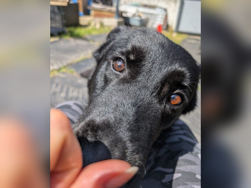 Dasko von der Magie - Deutscher Schäferhund