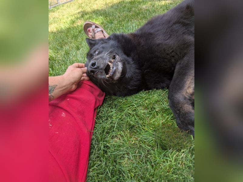 Dasko von der Magie - Deutscher Schäferhund