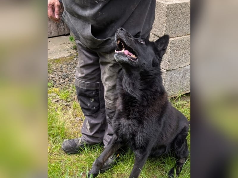 Dasko von der Magie - Deutscher Schäferhund