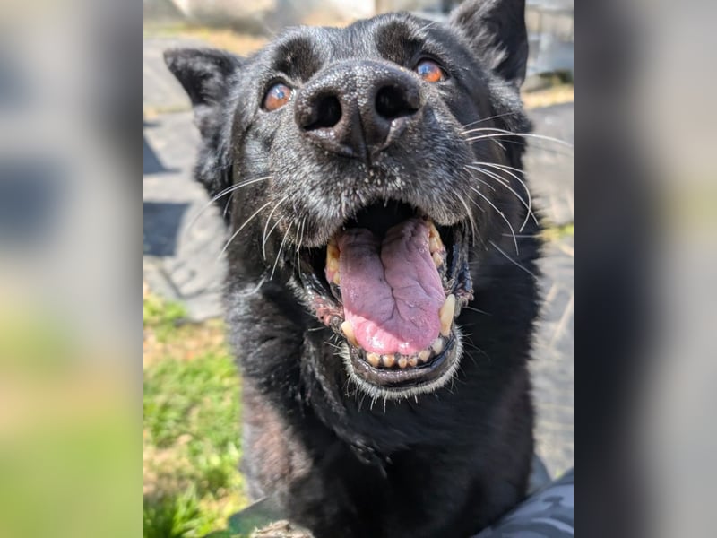 Dasko von der Magie - Deutscher Schäferhund