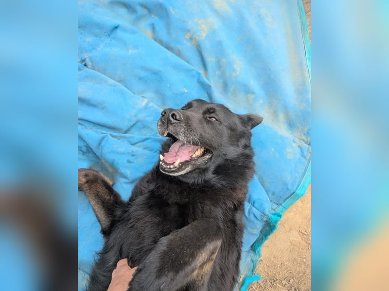 Dasko von der Magie - Deutscher Schäferhund