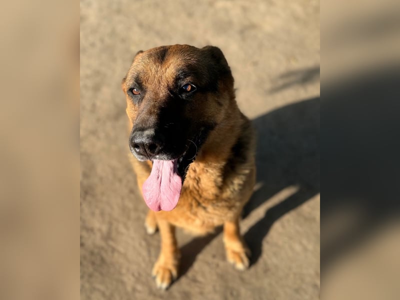 Rambo sucht sein Zuhause