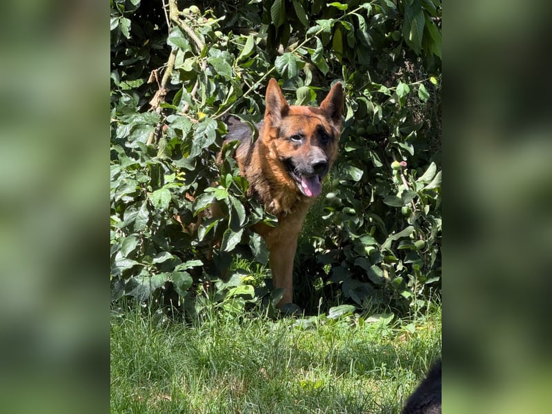 Rambo sucht sein Zuhause