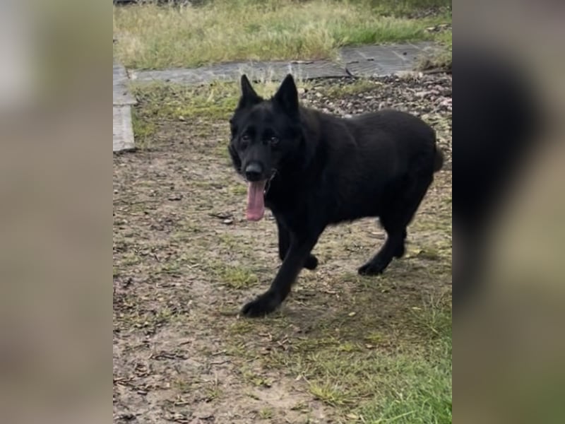 Dasko von der Magie - Deutscher Schäferhund