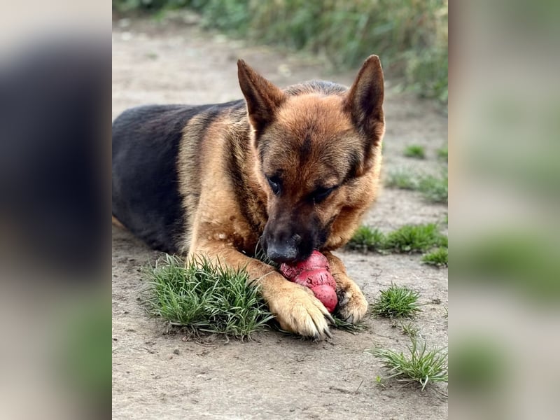 Rambo sucht sein Zuhause