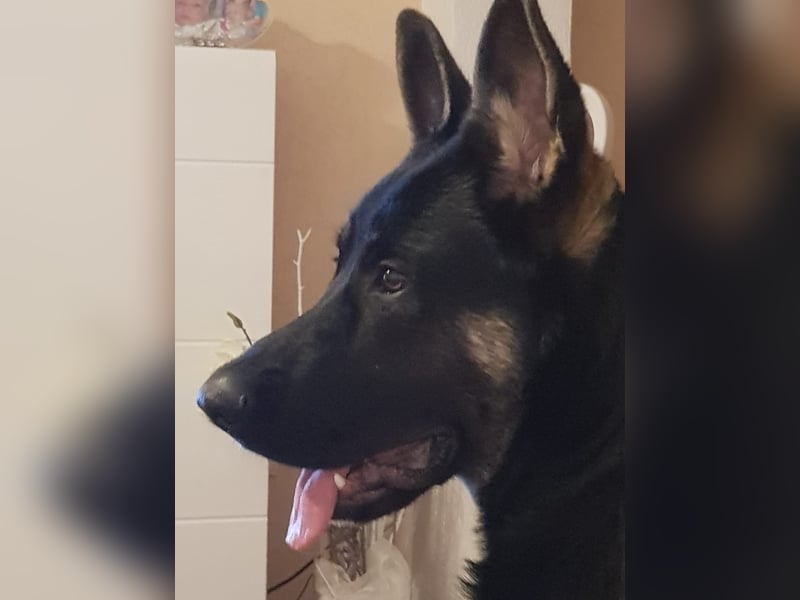 Lebensfroher Schäferhund