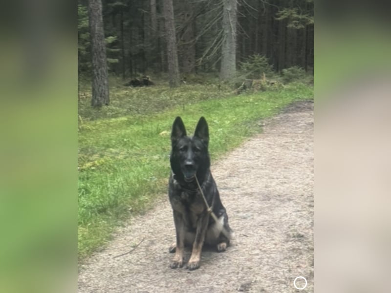 Graue Maus sucht ein für immer daheim
