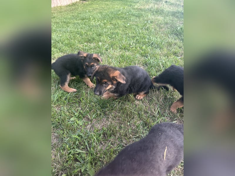 Deutsche Schäferhundwelpen Rüden suchen neues glückliches Zuhause