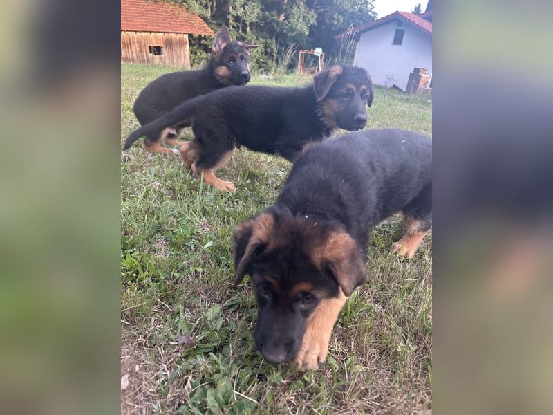 Deutsche Schäferhundwelpen Rüden suchen neues glückliches Zuhause