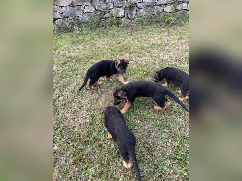 Deutsche Schäferhundwelpen Rüden suchen neues glückliches Zuhause