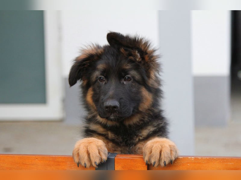 Welpe Deutscher Schäferhund Langstockhaar sucht neuen Wirkungskreis