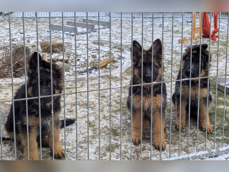 Welpe Deutscher Schäferhund Langstockhaar sucht neuen Wirkungskreis