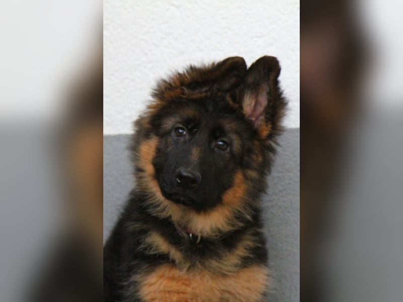 Welpe Deutscher Schäferhund Langstockhaar sucht neuen Wirkungskreis