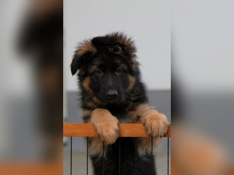 Welpe Deutscher Schäferhund Langstockhaar sucht neuen Wirkungskreis