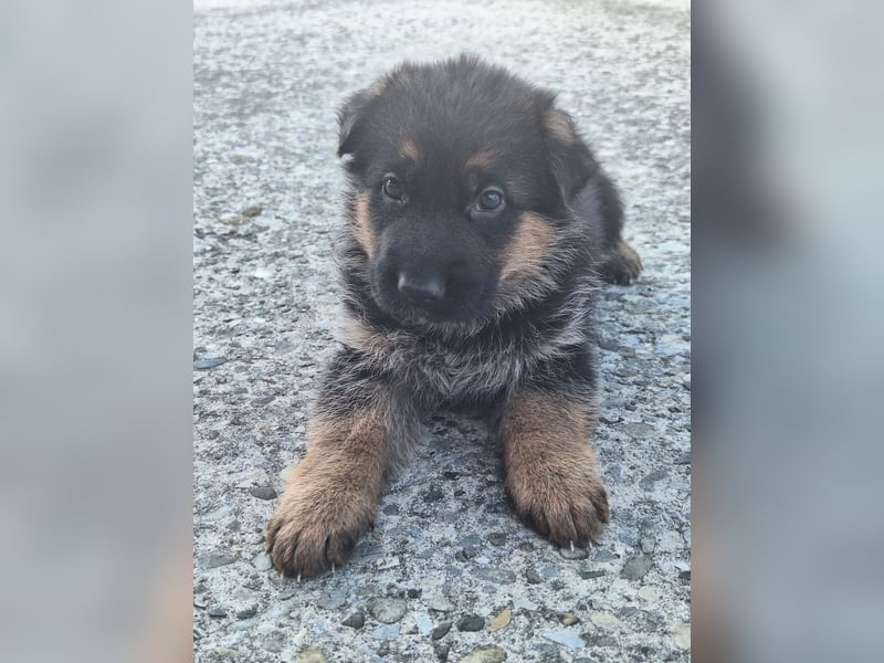 Schäferhund Wepen