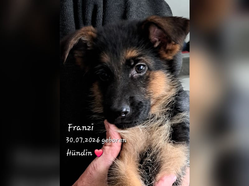 Franzi – kleine Schäferhund-Dame sucht ein liebevolles Zuhause