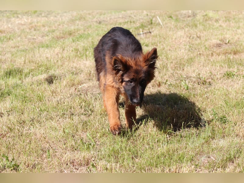 Deutsche Schäferhund-Welpen aus verantwortungsvoller VDH-/FCI-Zucht