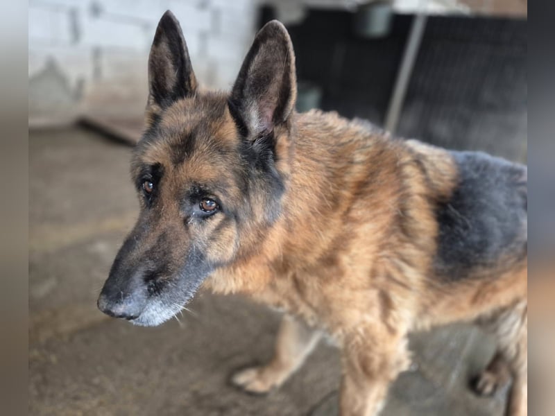 Schäferhund 790307 sucht seine Menschen