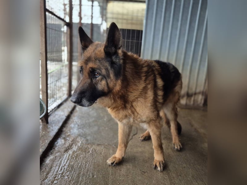 Schäferhund 790307 sucht seine Menschen