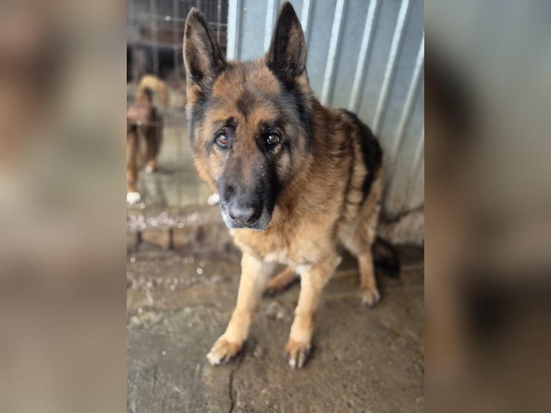 Schäferhund 790307 sucht seine Menschen