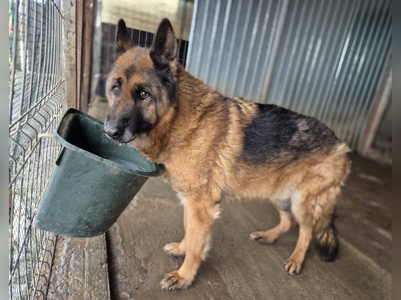 Schäferhund 790307 sucht seine Menschen