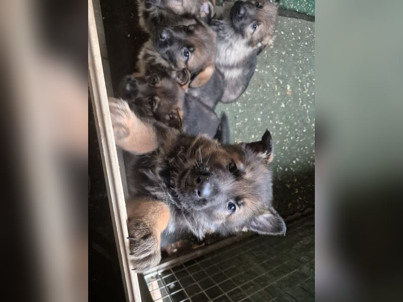 Deutsche Schäferhunde welpen stockhaar mit Ahnentafel