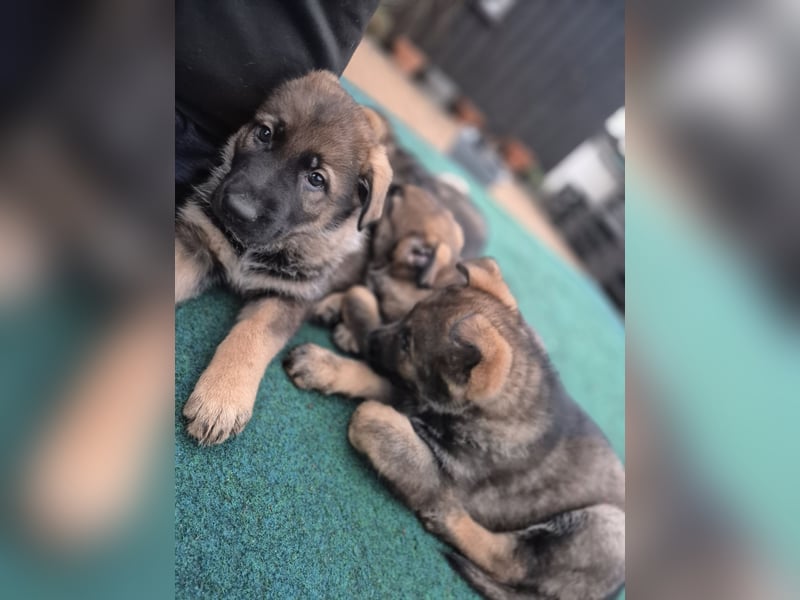Deutsche Schäferhunde welpen stockhaar mit Ahnentafel