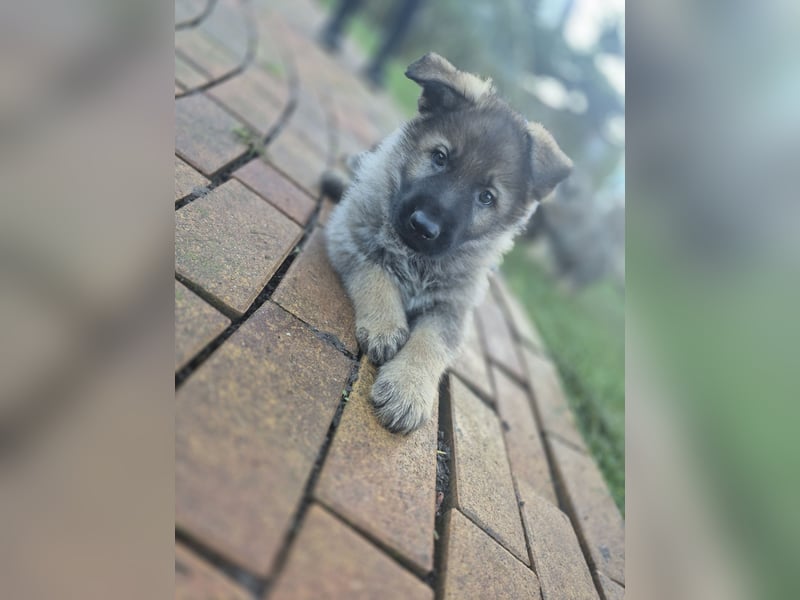 Deutsche Schäferhunde welpen stockhaar mit Ahnentafel